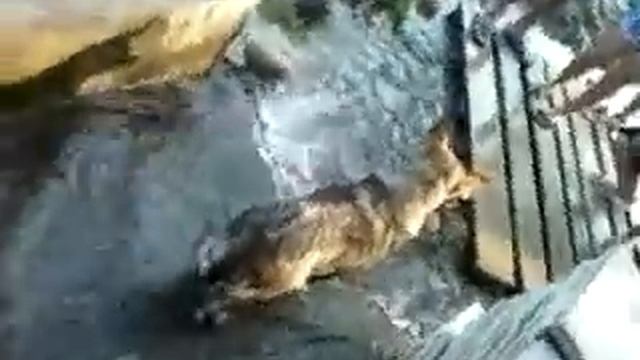 Собака лечит ноги в лечебной воде смотреть онлайн