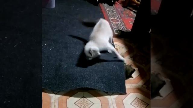 подковерные игры.mp4