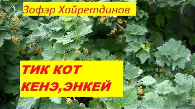 Зофэр Хайретдинов.тик кот кенэ,энкей.mp4 смотреть онлайн