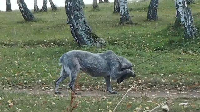 АЗИАТЫ из БАШКИРИИ... смотреть онлайн