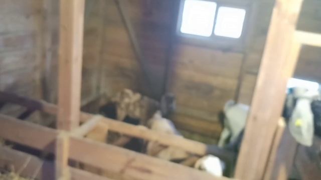 В Туровке НАСТОЯЩАЯ русская ЗИМА ! смотреть онлайн