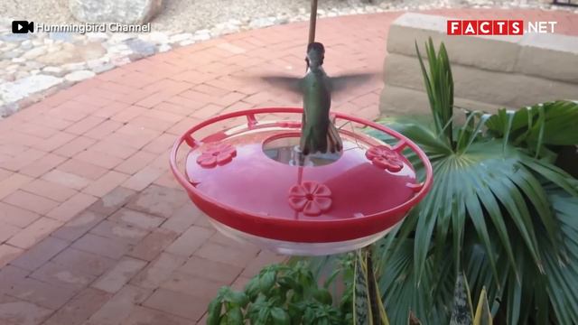 Surprising Praying Mantis Facts You Probably Didn't Know! смотреть онлайн