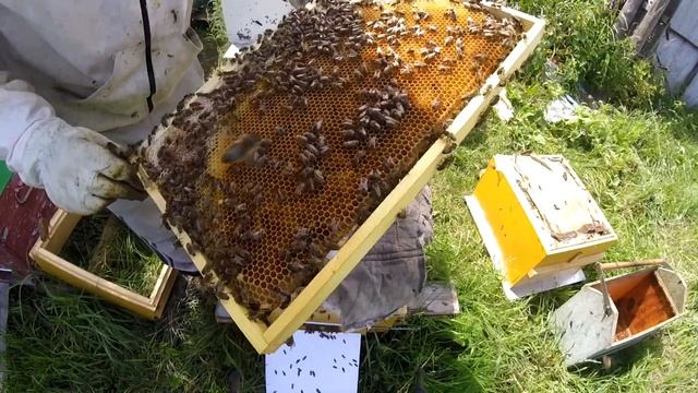 Подготовка к выводу маток. Перенос лечинки шпателем... смотреть онлайн