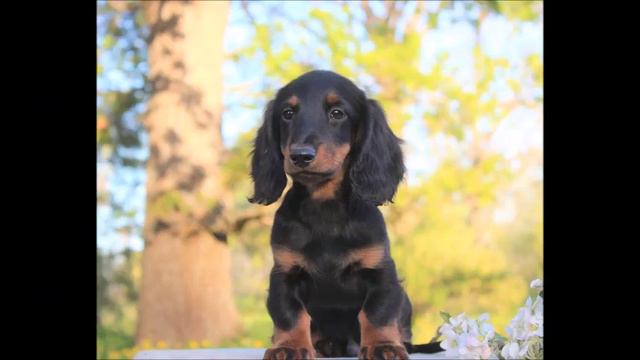 Игривые мальчишки ждут хозяев смотреть онлайн