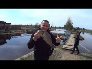 Платная рыбалка  Карпы - Щуки  Огромный бурый медведь