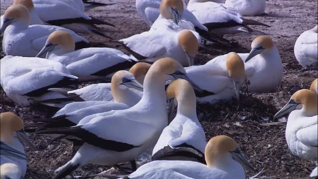 ;bdjnyst смотреть онлайн