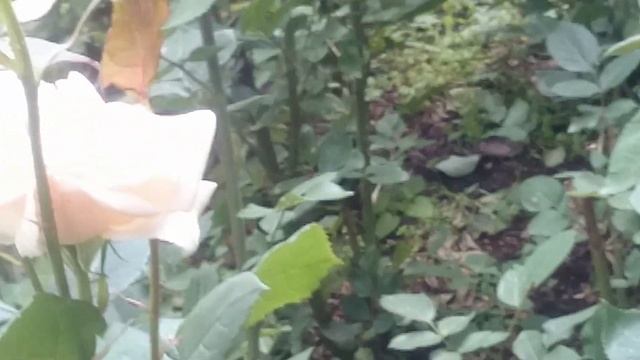 Розы в цветнике. Секрет красоты смотреть онлайн