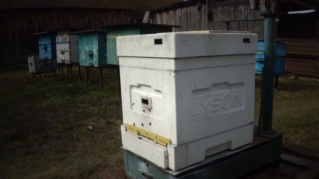 Наглядный минус толстостенного улья ! И я как всегда всё интересное на пасеке пропустил. смотреть онлайн