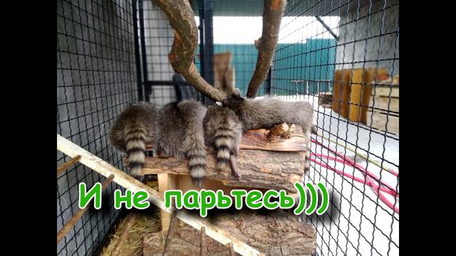 Лев поздравляет всех с 8 марта!!! смотреть онлайн