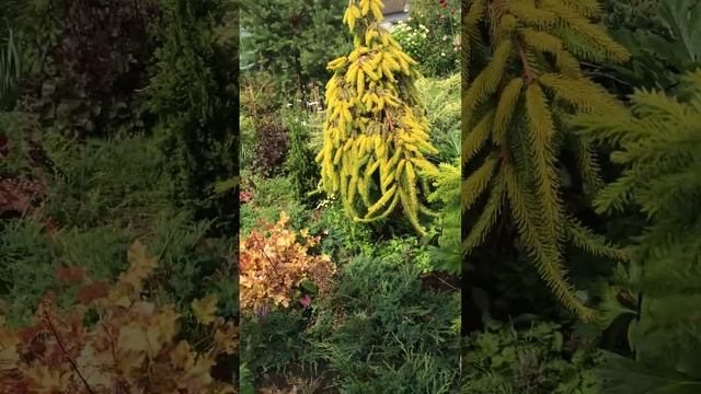 Лето на даче в хвойном саду Надежды смотреть онлайн