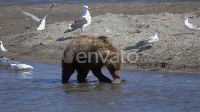 3 факта о медведи смотреть онлайн