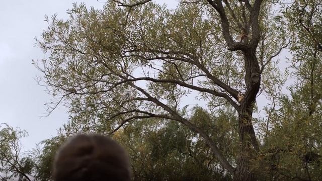 Dino Dana | Winging It | Episode Promo | Michela Luci, Saara Chaudry, Nicola Correia-Damude