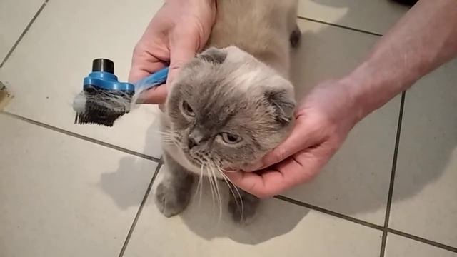 Шотландский кот и уход за ним!!! смотреть онлайн