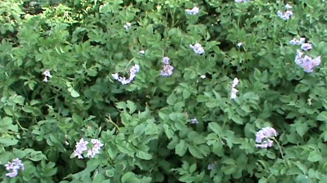 Когда можно начинать копать молодую картошку / When can I start digging new potatoes смотреть онлайн