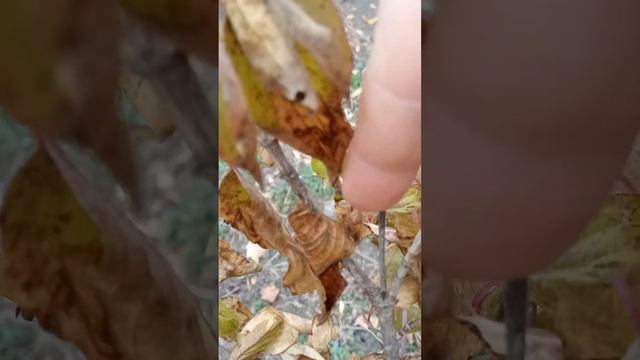 Гуляю по осеннему саду, часть 1. смотреть онлайн