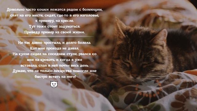 Миссия кошки- чистить жизнь человека от негатива The cat's mission is to remove negativity смотреть онлайн