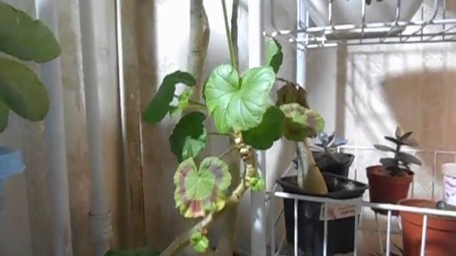 Зима. Обзор растений смотреть онлайн