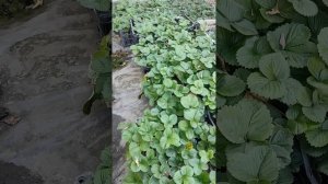 ПРОДАЖА рассады клубники в Донецке, какие сорта стоит сажать?!