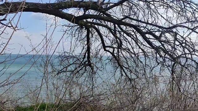 Чашечка желаний... | Март, 2022г. | Одесса #Видео_письмо #стихи #проза смотреть онлайн