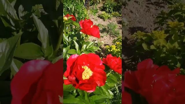 Пион Америка смотреть онлайн