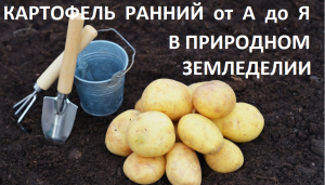 Ранний картофель  в природном земледелии.