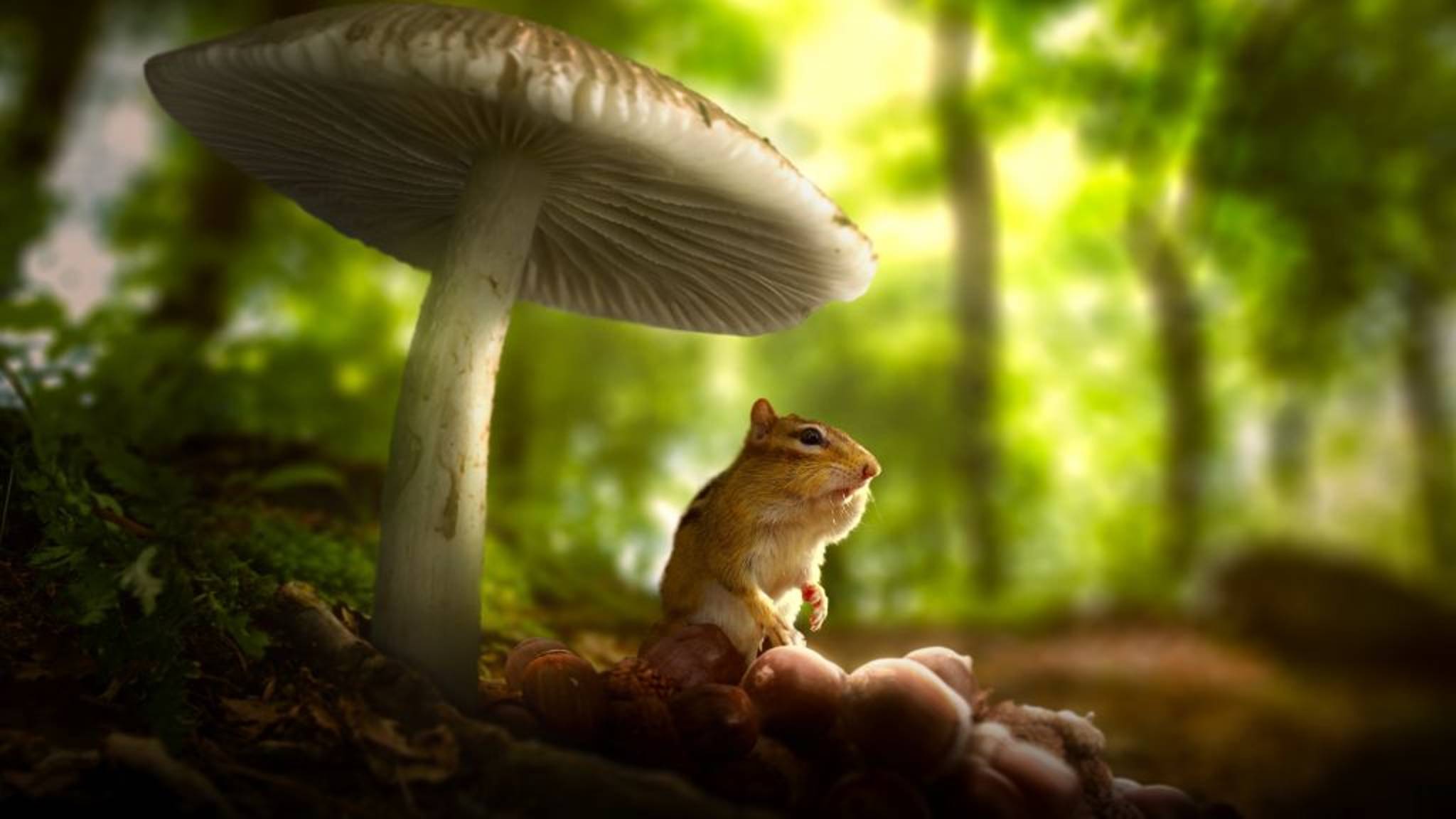 Крошечный мир (документальный сериал, 2 сезон, 2 серия, тифлокомментирование на русском) смотреть онлайн