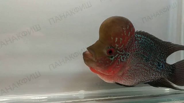 Фловер хорн №1 класс ААА Amphilophus flower horn Grade AAA смотреть онлайн