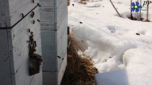 Покупка пчелопакетов как лучший способ создания пасеки с нуля