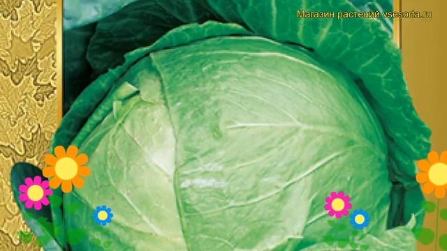 Капуста белокочанная СБ 3 F1. Краткий обзор, описание характеристик, где купить семена смотреть онлайн
