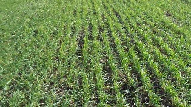 Сорт " ЮКА" после заморозков смотреть онлайн