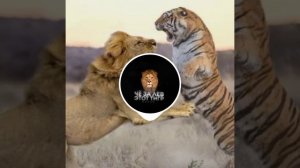 ЧЁ ЗА ЛЕВ ЭТОТ ТИГР