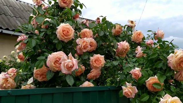 Роза Barock (TANbak)Tantau, 1999Клаймберы (Large-Flowered Climber) смотреть онлайн