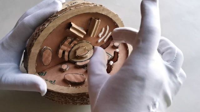 Cardboard Animal Cell Model DIY смотреть онлайн
