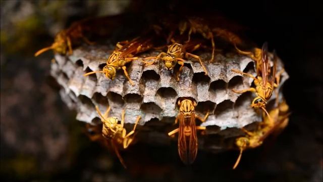 Пчелы весной. Пчёлы крупным планом