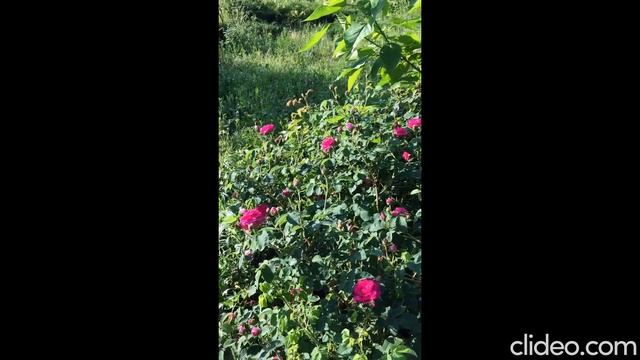 Гидролат розы. О розе. смотреть онлайн