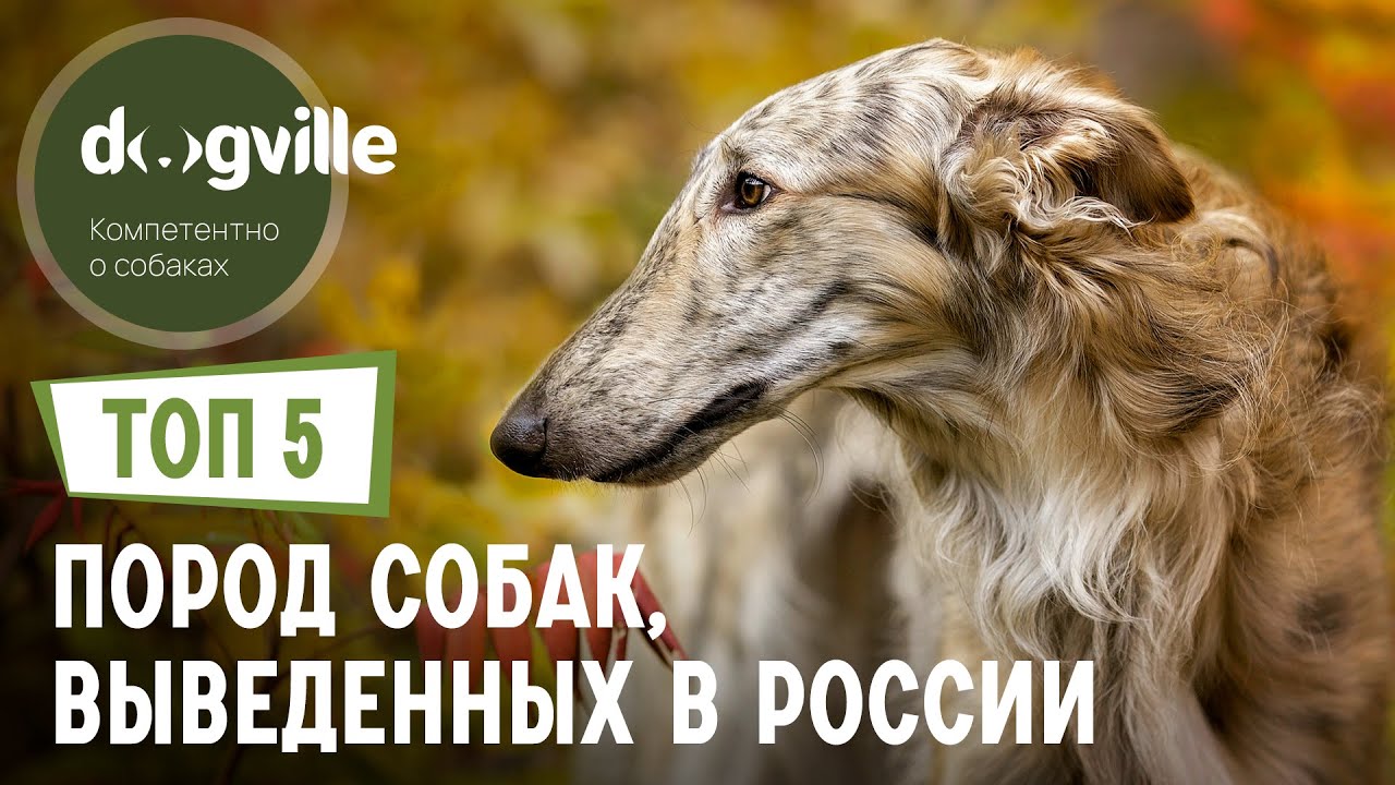 ТОП 5 Пород собак, выведенных в России смотреть онлайн