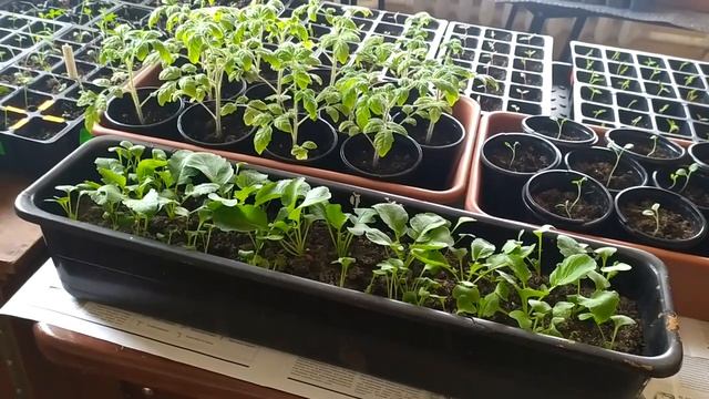 #Редис на подоконнике за 45 дней# смотреть онлайн