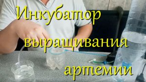 4 варианта инкубатора для разведения артемии! Чистая науплия артемии без шелухи для мальков.
