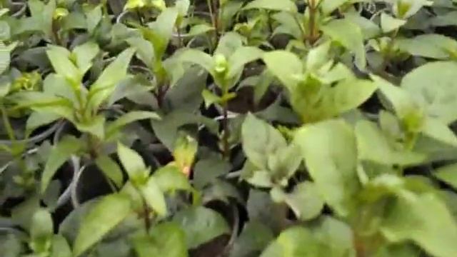 Фуксия адаптация, обрезка весной - обязательно!!! смотреть онлайн