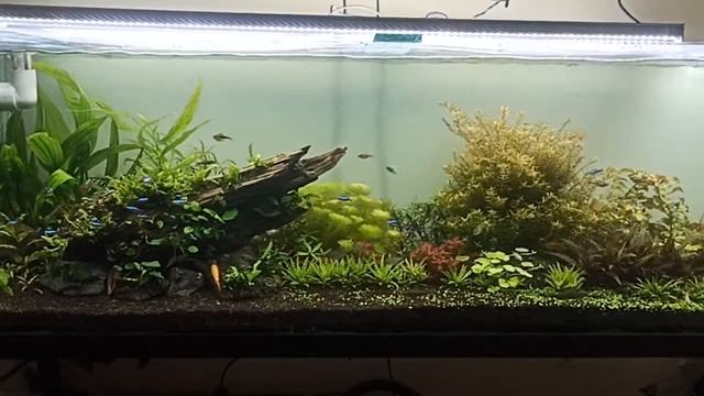 152 cm planted tank смотреть онлайн