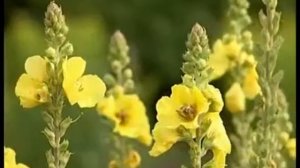 Лекарственные растения. Коровяк скипетровидный