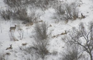 ОХОТА В ГОРАХ НА СИБИРСКУЮ КОСУЛЮ .mp4