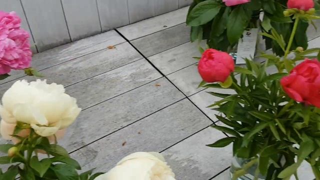 230603 Выставка цветов пионы ирисы Цветы Детский парк река Орлик плотина Богоявленский собор г Орёл смотреть онлайн