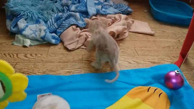 Котята Дончаки))))