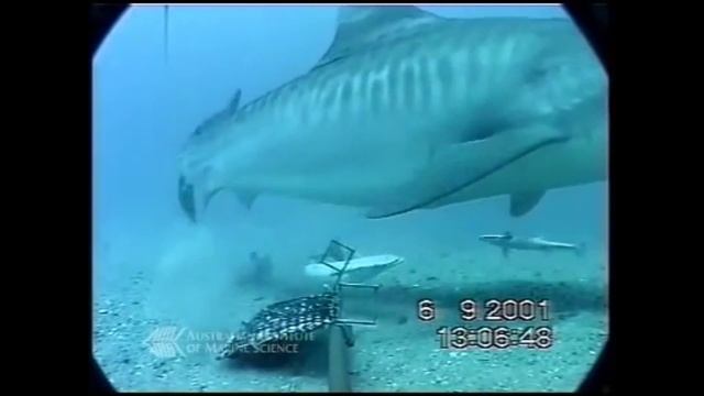 Акула против морской змеи.Жестокое нападение акулы.Жесть смотреть онлайн