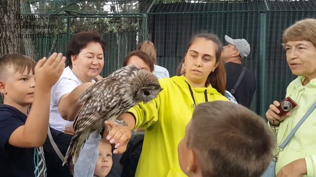 ДЛИННОХВОСТАЯ НЕЯСЫТЬ БУКЛЯ В ПРИМОРСКОМ САФАРИ ПАРКЕ смотреть онлайн