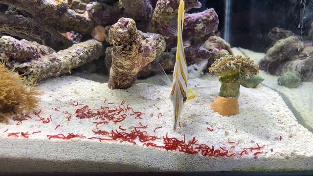 ̶К̶а̶к̶ ̶п̶р̶и̶р̶у̶ч̶и̶т̶ь̶ ̶д̶р̶а̶к̶о̶н̶а̶ Как раскормить хелмона смотреть онлайн