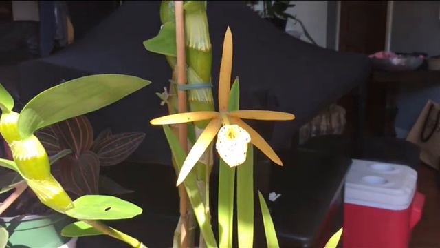 Brassolaelia Yellow Bird Bloom смотреть онлайн