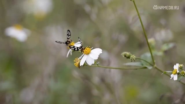 Женщины этих 6 знаков Зодиака очень активны в постели смотреть онлайн