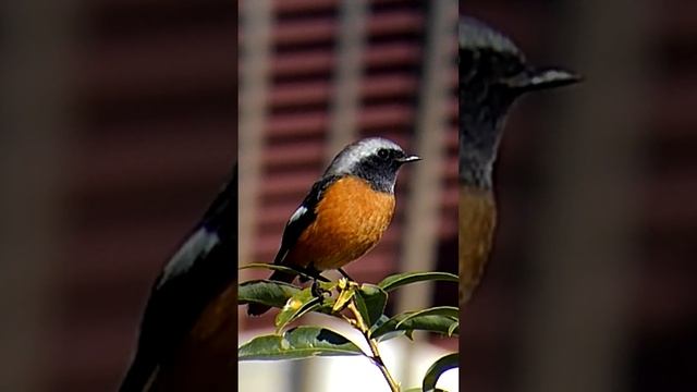 #горихвостка #birds #bird #birdwatching #wildbird #birdlovers #птицы #птичка #птица смотреть онлайн